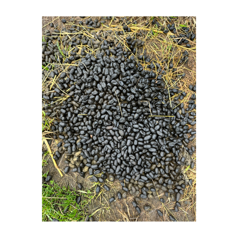 Llama Beans || Golden Manure || Eco-Garden Manure
