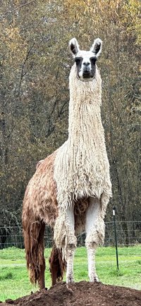 Llama Fiber by the pound