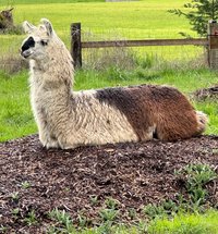 Llama Fiber by the pound