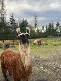 Llama Fiber by the pound
