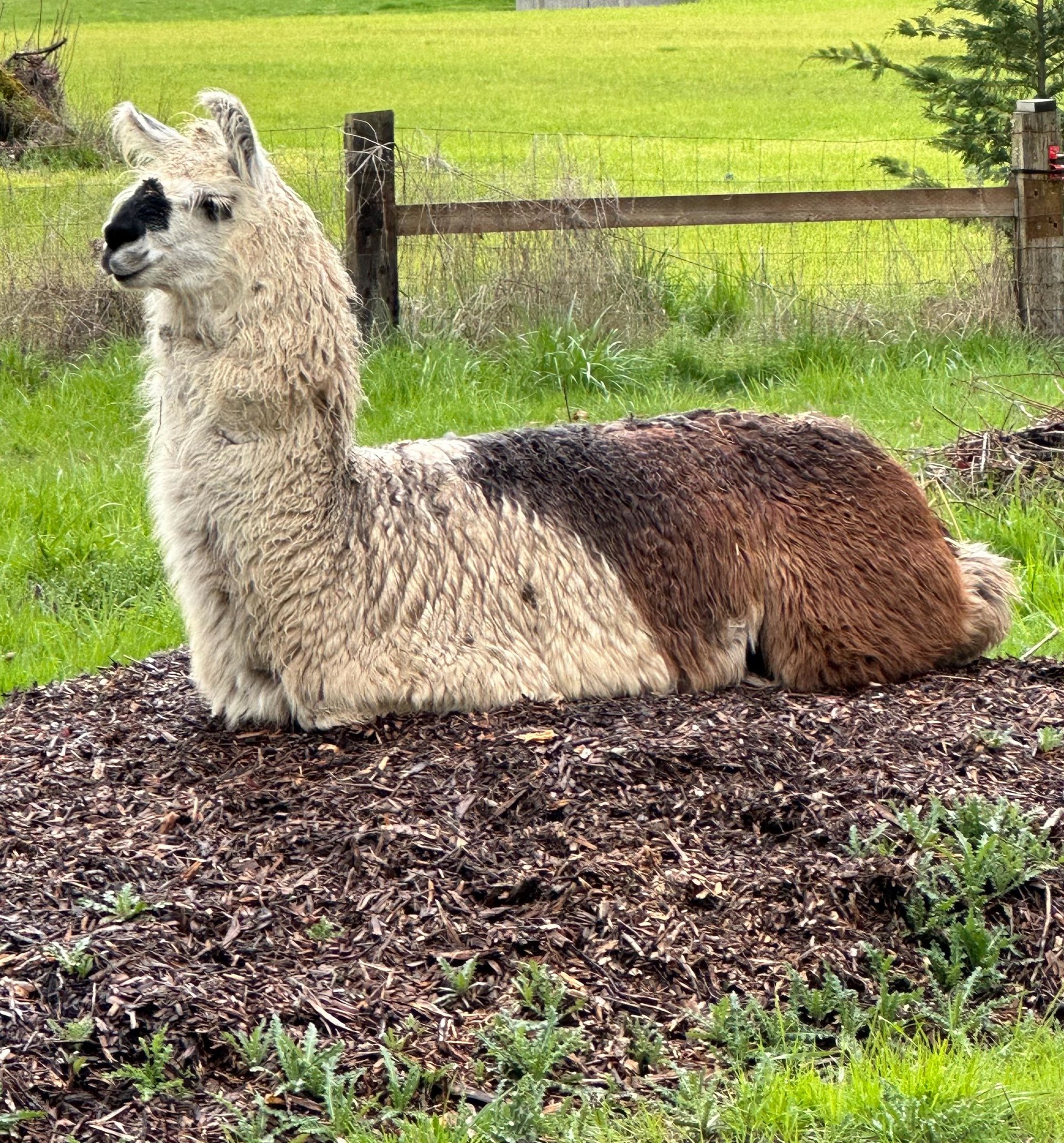 Llama Fiber by the pound