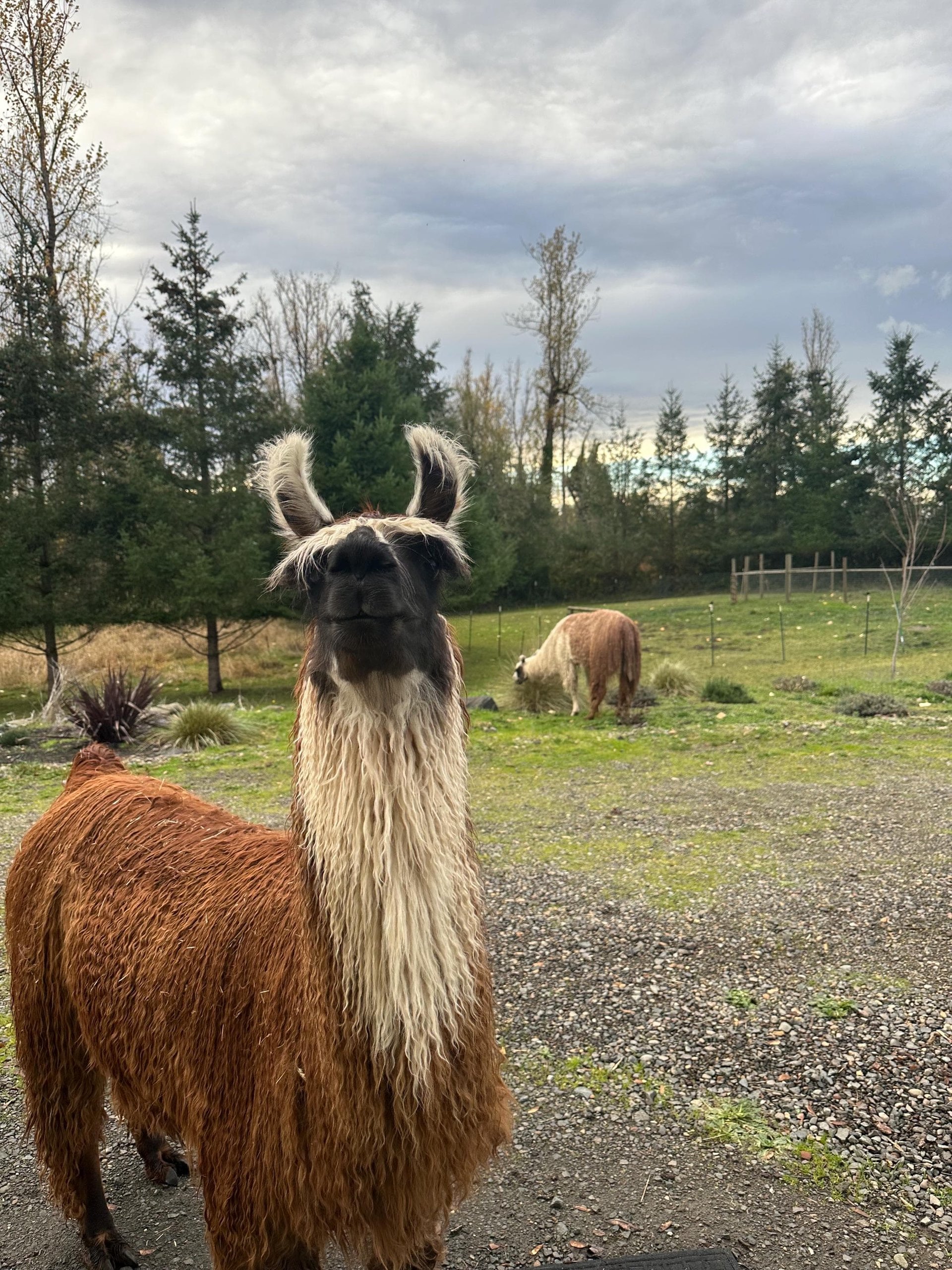 Llama Fiber by the pound